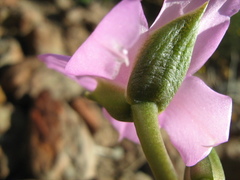 Anacampseros telephiastrum