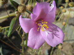 Anacampseros telephiastrum