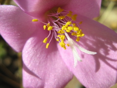 Anacampseros telephiastrum