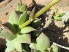 Anacampseros telephiastrum