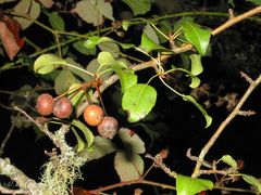 Pyrus cordata