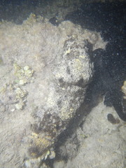 Holothuria floridana