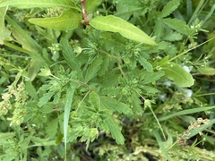 Potentilla rivalis