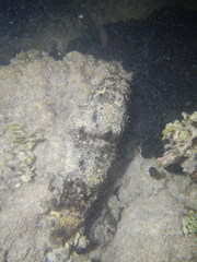 Holothuria floridana
