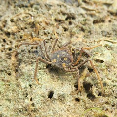 Elamena truncata