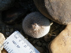Epithelantha greggii greggii