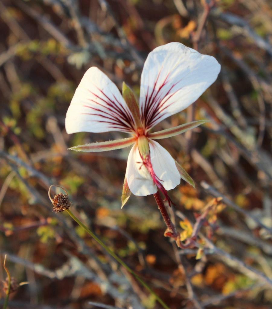 fivefinger storksbill