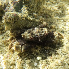 Cyclodius ungulatus