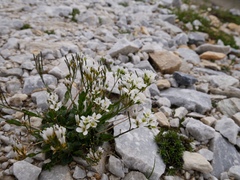Arabis pumila