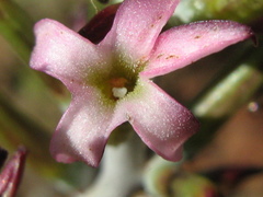 Adromischus maculatus