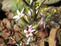 Adromischus maculatus