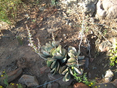Adromischus maculatus