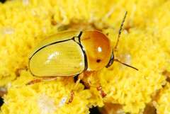 Cryptocephalus decemnotatus