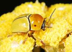 Cryptocephalus decemnotatus