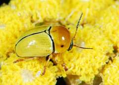 Cryptocephalus decemnotatus