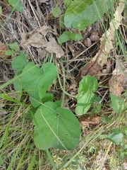 Viola hirta