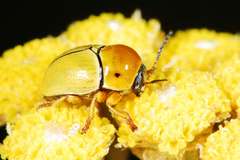 Cryptocephalus decemnotatus