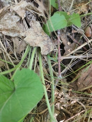 Viola hirta