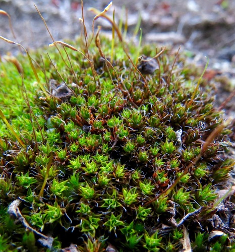 iNaturalist observation photo of Syntrichia