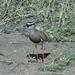 Eastern Crowned Lapwing - Photo (c) Brian du Preez, some rights reserved (CC BY-SA), uploaded by Brian du Preez