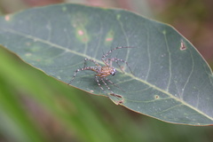 Hamadruas sikkimensis