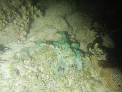Octopus briareus