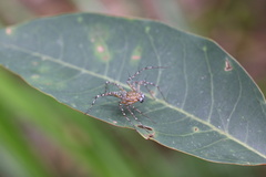 Hamadruas sikkimensis