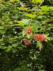 Viburnum opulus