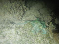 Octopus briareus