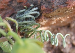 Albuca spiralis