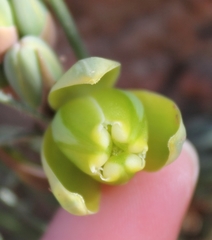 Albuca spiralis