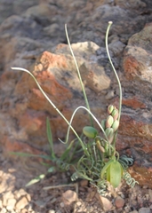 Albuca spiralis