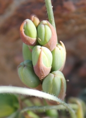 Albuca spiralis