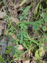 Cruciata glabra