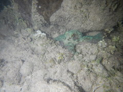 Octopus briareus