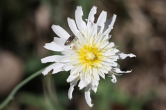 Acmaeodera neoneglecta