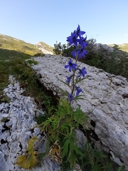 Delphinium dubium