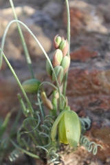 Albuca spiralis