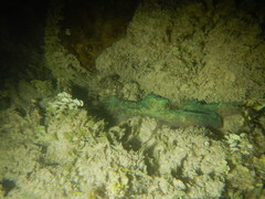 Octopus briareus