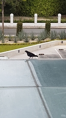 Columba livia