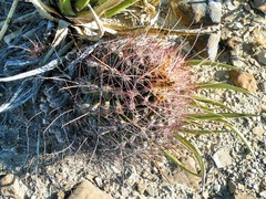 Hamatocactus hamatacanthus hamatacanthus