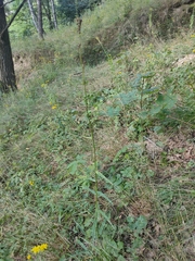 Campanula persicifolia