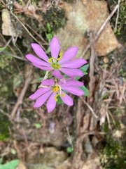 Sabatia capitata