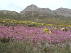Erica gracilis