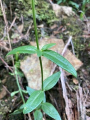Sabatia capitata