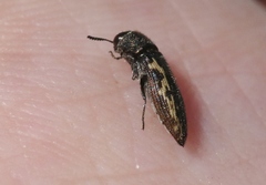 Acmaeodera neoneglecta