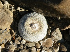 Epithelantha greggii greggii