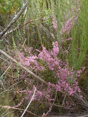 Erica gracilis