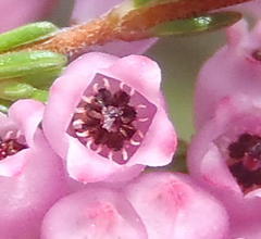 Erica gracilis