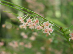 Phyllanthus mimosoides